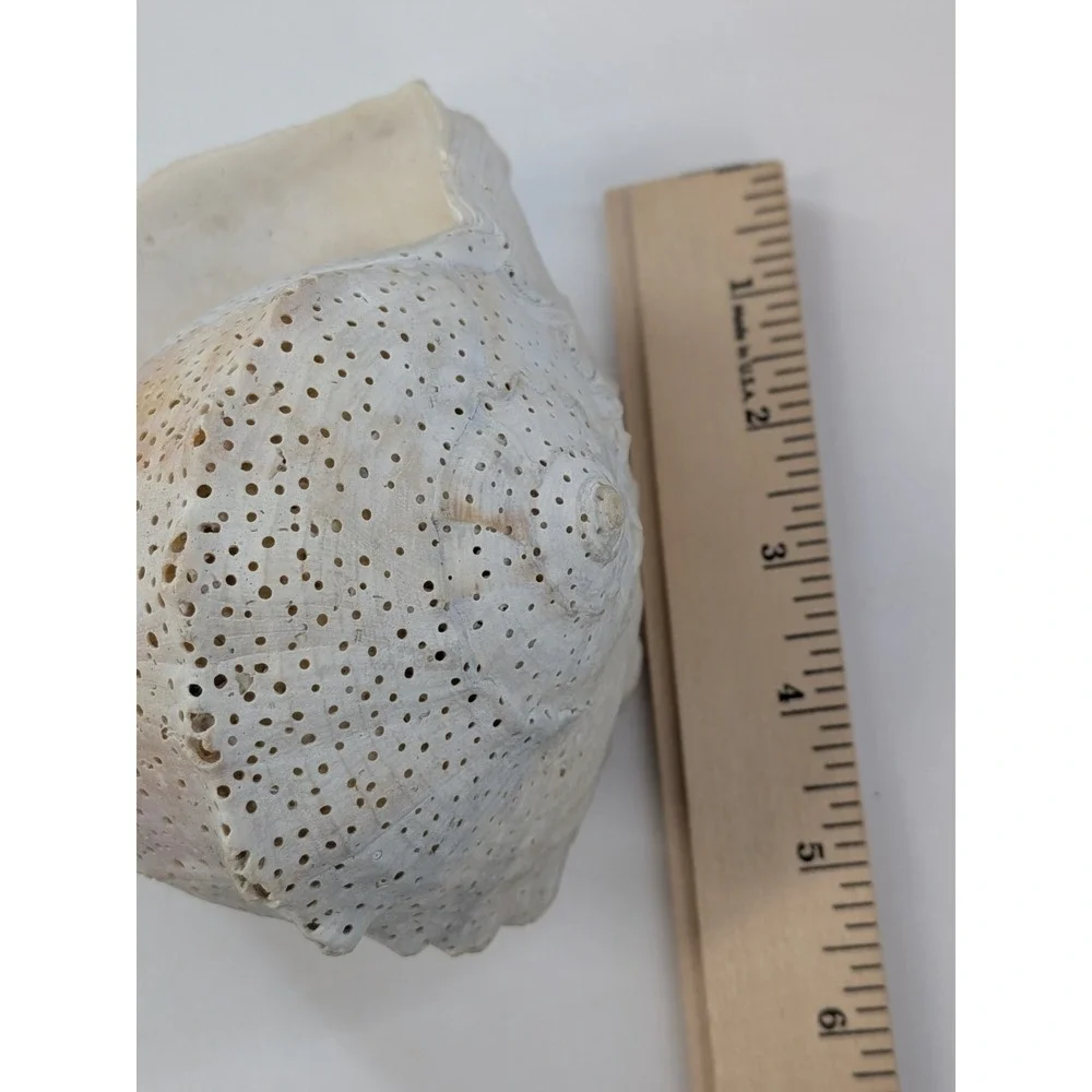 🏖️Large Vintage Helmet Shell Cassis Sea Shell Natural Ocean Beach Coastal Decor